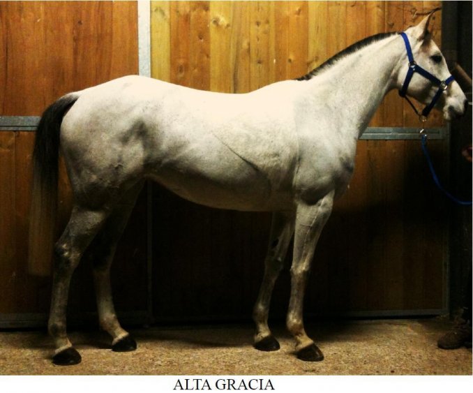 Pedigree Alta Gracia - Arabian Horses
