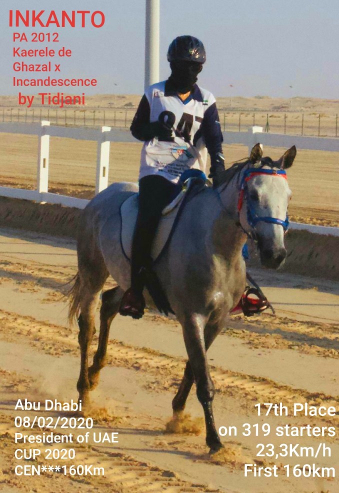  - Arabian Horses